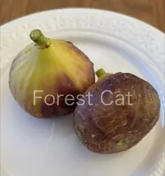 2026年最新】穂木 イチジクの人気アイテム - メルカリ