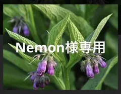 【Nemon様専用】コンフリー種850粒