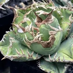 2025年最新】皇冠 子株の人気アイテム - メルカリ