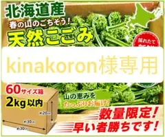 北海道産 天然こごみ 60サイズ箱込2kg以内！ 最終値下げ‼️ - メルカリ