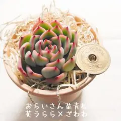 2026年最新】おらいさん苗 青札の人気アイテム - メルカリ