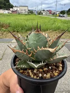 2025年最新】オテロイ 実生 子株の人気アイテム - メルカリ