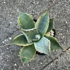 パラサナ×マルガリータ　親株　カキコ付き パラサナ×マルガリータ 親株 カキコ付き