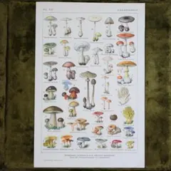 2026年最新】洋書 きのこの人気アイテム - メルカリ