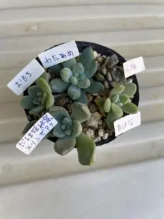 2025年最新】つぶつぶ屋 小梅の人気アイテム - メルカリ