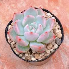 多肉植物 ラウリンゼ×ジャッカルのサムネイル