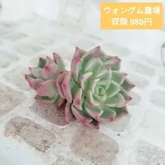 ウォングム農場◎トロムソ(大苗)◎多肉植物 カット苗 輸入苗