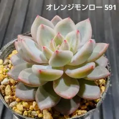オレンジジモンロー 591 エケベリア 多肉植物 抜き苗