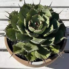 2026年最新】アガベ 吉祥冠錦 中斑の人気アイテム - メルカリ