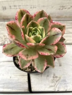 2026年最新】アエオニウムの人気アイテム - メルカリ