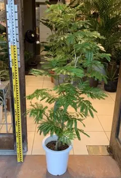 2025年最新】エバーフレッシュ大型の人気アイテム - メルカリ