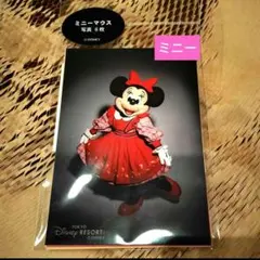 東京ディズニーリゾート　 【ミニー】セット　 写真　スペフォ　スペシャ