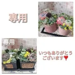 専用そのまま飾れる多肉植物の寄せ植え*オーダー品
