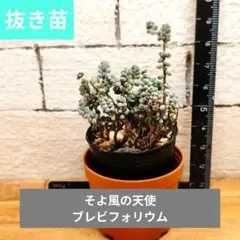 HARUAO様 リクエスト 2点 まとめ商品