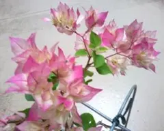 2026年最新】ブーゲンビリア苗の人気アイテム - メルカリ