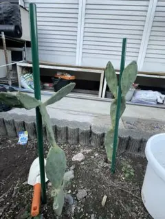 2026年最新】団扇サボテンの人気アイテム - メルカリ