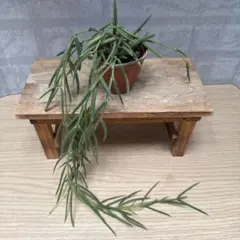 ☘観葉植物☘ホヤ リネアリス㊱ 抜き苗 - メルカリ