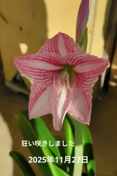 柊様 リクエスト 2点 まとめ商品