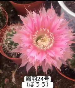 Monkeycup様 リクエスト 5点 まとめ商品