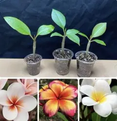 まりぽんさん‼️ 様専用‼️