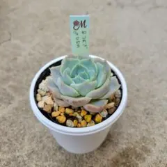 多肉植物　つむぎ×ひなの　抜き苗のサムネイル