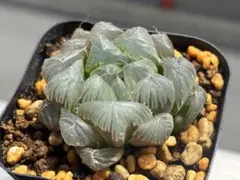 ハオルチア ドドソン紫オブツーサ OB-1