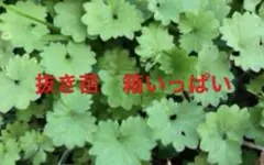 2026年最新】カキドオシ苗の人気アイテム - メルカリ