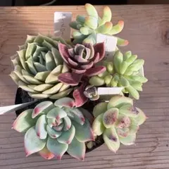 多肉植物♡カット苗:*ꕤ*.゜ - メルカリ