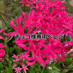 ★チョコ様専用ページ