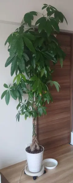 観葉植物の販売 宅配便でお届け 海老名洋蘭園 中型ウベラタ緑