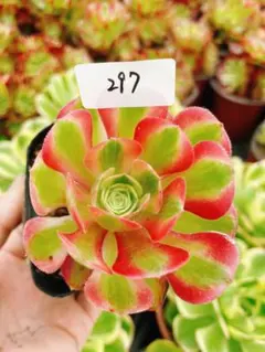c*p様 297 ピンクウィッチ 多肉植物 アエオニウム 抜き苗のサムネイル