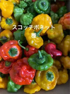 ラルフ様 リクエスト 4点 まとめ商品