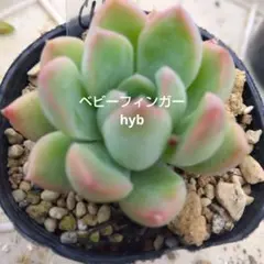 多肉植物【ペンテリー】 ポットごと or 抜き苗 6㎝ポット - メルカリ