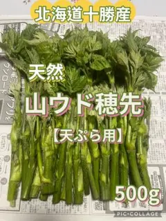 【M_N】北海道産 山ウド 若芽 500g M_N様専用】北海道産 山ウド 若芽 500g - メルカリ