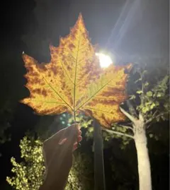 新品未開封【SUKALA】リブソリッドショートタンクトップ S サイズ