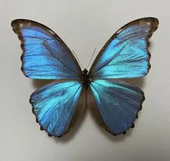 カキカモルフォ！標本！1 蝶標本「カキカモルフォ」 - 海福雑貨通販部