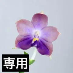 【専用】原種交配種 2点おまとめ購入ページのサムネイル