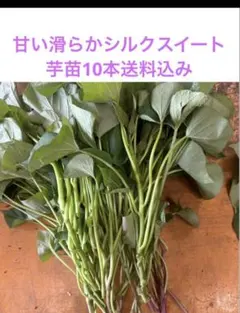 YM Sally様 リクエスト 2点 まとめ商品