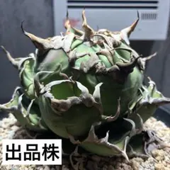 超高騰品種】姫厳竜 × スーパーボール hyb 特厚短葉強棘 アガベ