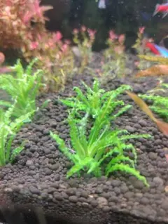 玄白様 リクエスト 3点 まとめ商品