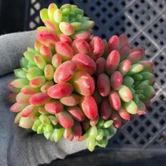 sunflower様 リクエスト 8点 まとめ商品