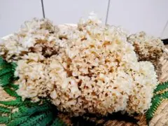 天然きのこ　ハナビラタケ　約1.0kg　①　きのこのサムネイル