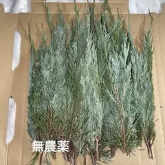 コニファー　切り枝【アレンジメント用】