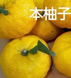 本柚子8個　大サイズのサムネイル