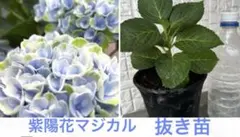 【抜き苗】アジサイ 紫陽花 マジカルレボリューション　ブルー＆グリーン系 1苗のサムネイル