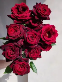 2026年最新】一期一会バラ苗の人気アイテム - メルカリ