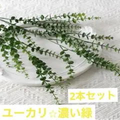 希少 清楚 上品『ラナンキュラス プードル ホワイト』綾園芸 正規品