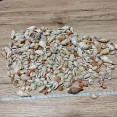 貝殻コレクション まとめて