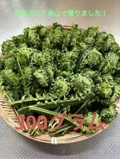 山菜　雪深〜い　新潟県南魚沼産　こごみ