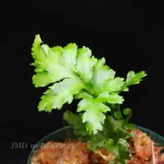 まちまち様 リクエスト 2点 まとめ商品